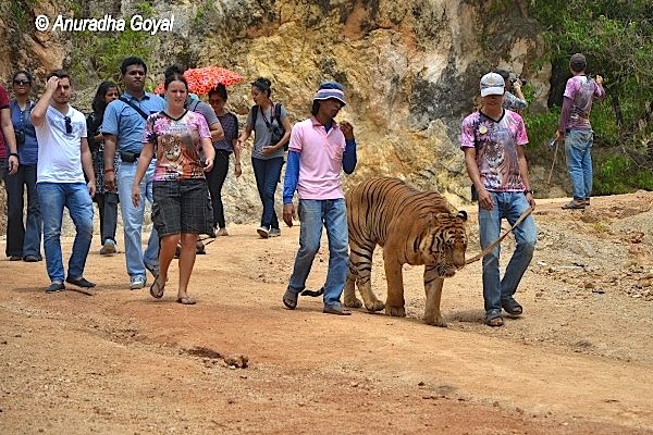 Volunteers walking a Tiger