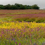 Colorful floral landscape during the monsoons at Kaas plateau, Satara, Maharashtra