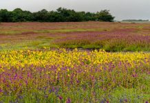 Colorful floral landscape during the monsoons at Kaas plateau, Satara, Maharashtra