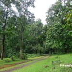 The path leading to dense jungles