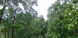 The path leading to dense jungles