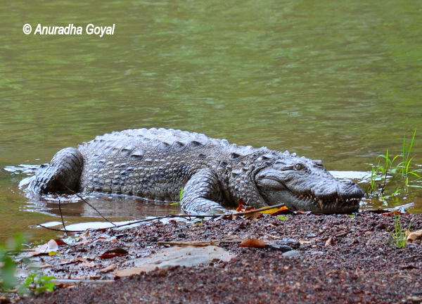 Crocodile at a local pond en route Bondla Wildlife Sanctuary