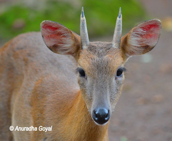 Indian Barking Deer