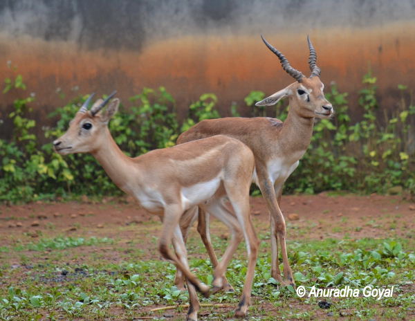 Indian Blackbuck Deer