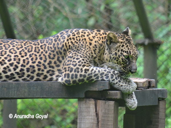 Leopard at Bondla Zoo