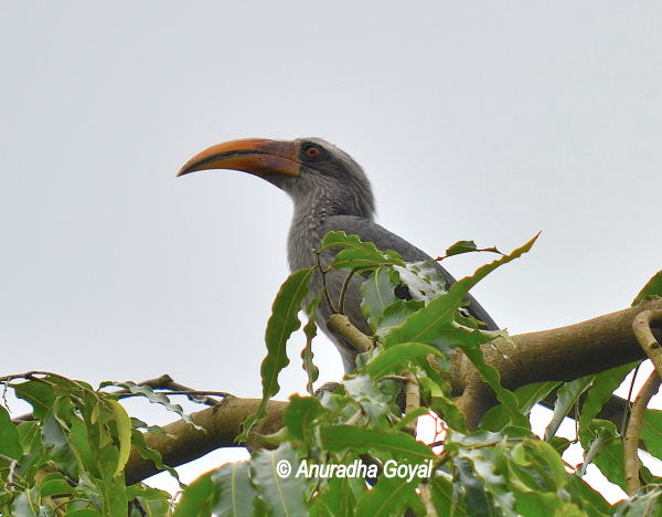 Malabar Grey Hornbill at Bondla Wildlife Sanctuary, Goa