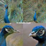 Peafowl at Bondla Zoo