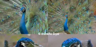 Peafowl at Bondla Zoo