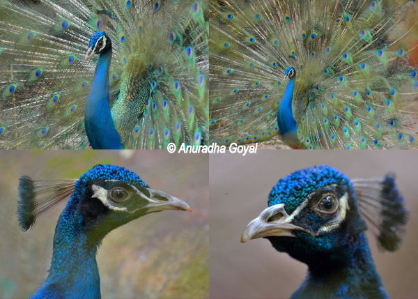 A collage of Peafowl at Bondla Wildlife Sanctuary & Zoo, Goa