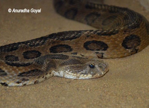 Python Snake at Bondla Zoo