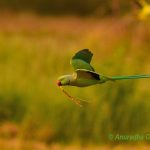 Sunday Shot: Rose-ringed Parakeet in-flight