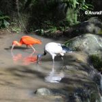 Scarlet Ibis & African sacred Ibis at KL Bird Park