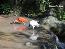 Walking Through KL Bird Park Scarlet Ibis & African sacred Ibis at KL Bird Park