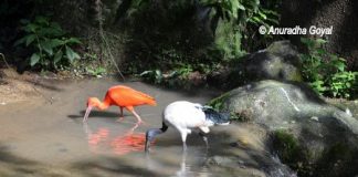 Scarlet Ibis & African sacred Ibis at KL Bird Park