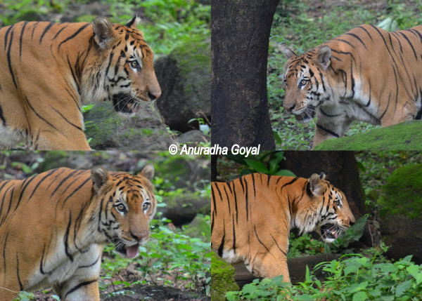 A collage of Bengal Tiger at Bondla Zoo