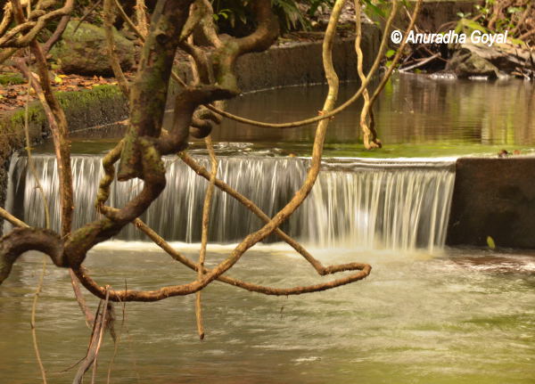 Water stream at Bondla Wildlife Sanctuary, Goa