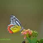 Indian Jezebel Butterfly