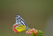 Indian Jezebel Butterfly