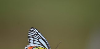 Indian Jezebel Butterfly