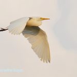 Cattle Egret in-flight