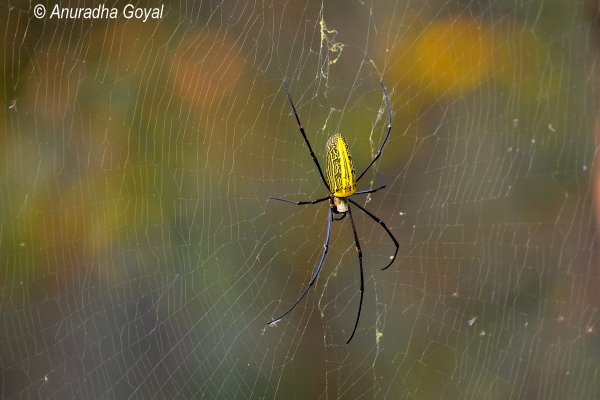 Giant Spider at Satpura