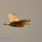 Indian Pond Heron bird in-flight