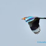 Indian Roller in-flight