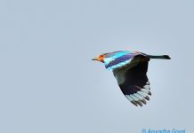 Indian Roller in-flight