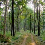 Dense jungles of Satpura National Park