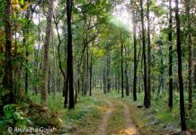 Dense jungles of Satpura National Park