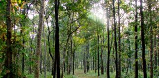 Dense jungles of Satpura National Park