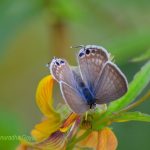 Oriental Forget-me-not Butterfly