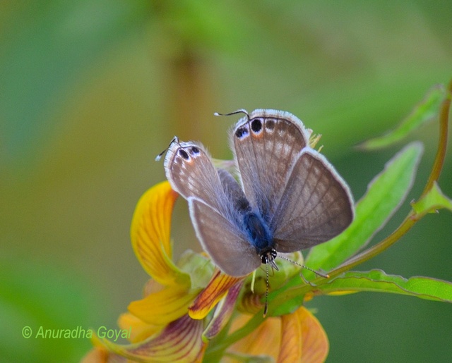 Oriental Forget-me-not Butterfly