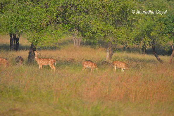 Spotted Deers grazing at Satpura