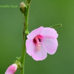 Caesar Weed Flower