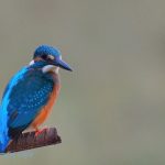 Common Kingfisher bird, Goa