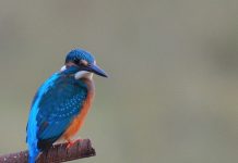 Common Kingfisher bird, Goa