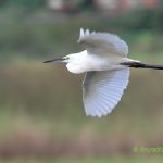 Little Egret in-flight