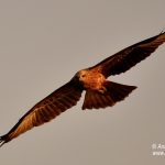 Black Kite bird-in-flight, Goa