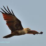 Brahminy Kite in-flight