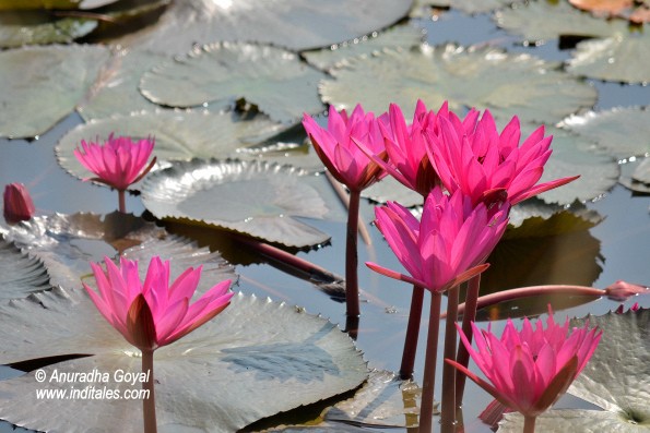 Pink Water Lily's lake at Satpura National Park