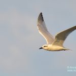 Slender-billed Gull bird in-flight