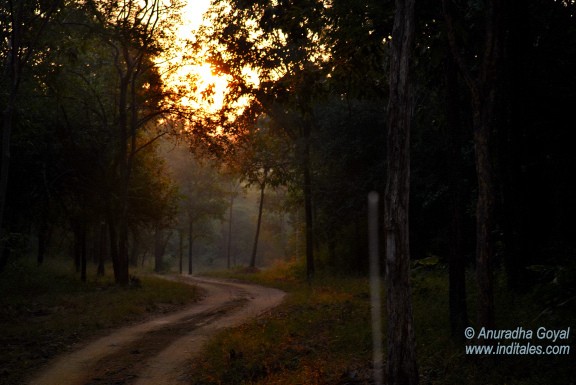 Sunrise lights up the path of Satpura National Park