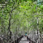 Walkway at Pranburi Forest Park