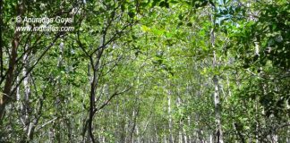 Walkway at Pranburi Forest Park