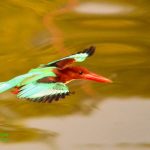 White-throated Kingfisher in-flight