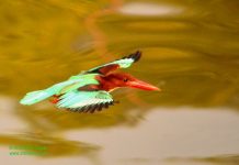White-throated Kingfisher in-flight