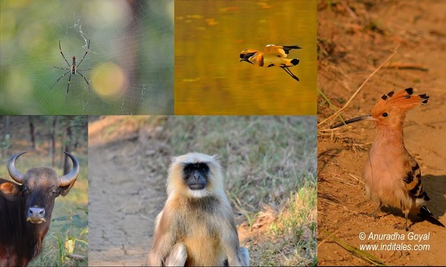 Wildlife we met at Satpura National Park