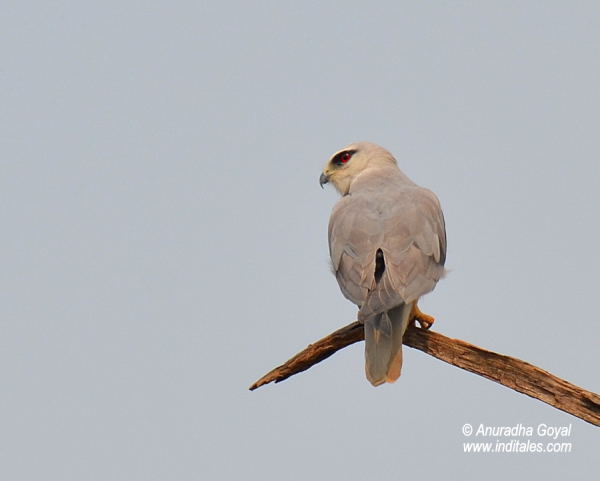 Black-Shouldered Kite bird