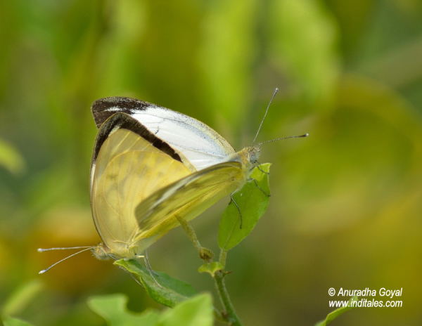 Cepora Nadina or the Lesser Gull butterflies mating at Bharatpur Bird Sanctuary